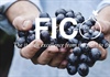 Fico Eataly World